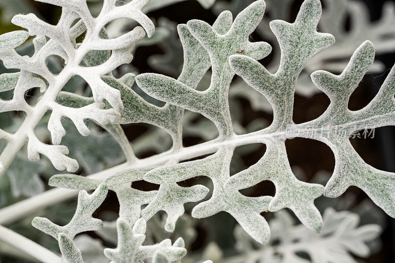 Dusty Miller (Jacobaea maritima饰)Macro